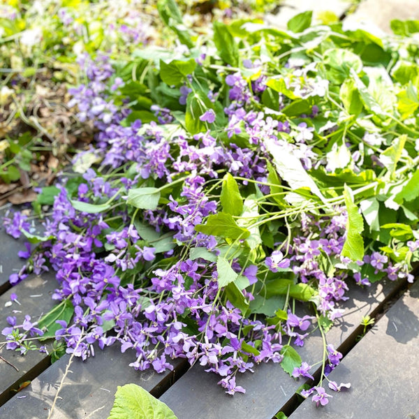 2021.3 雑草おすそわけ🌿 | 橘 Online Shop